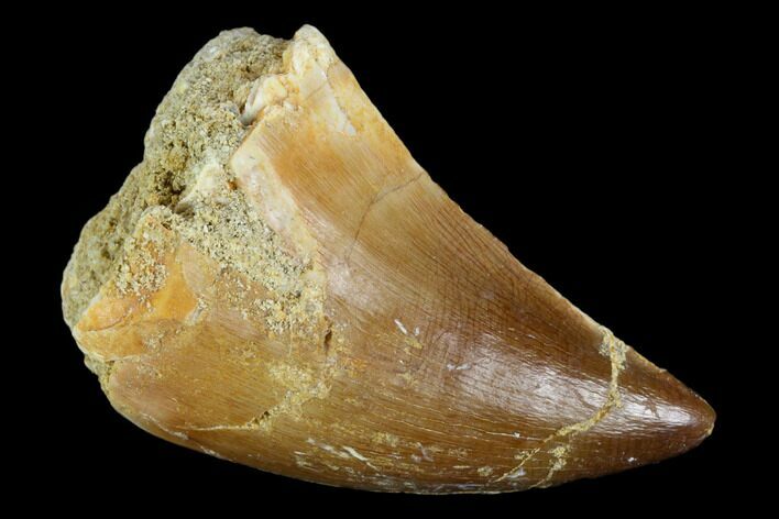 Mosasaur (Prognathodon) Tooth - Morocco #118935